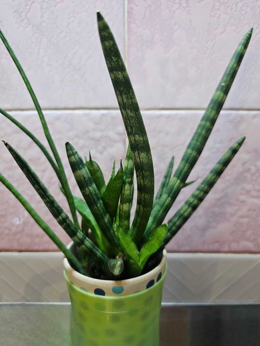 Продам комнатное растение