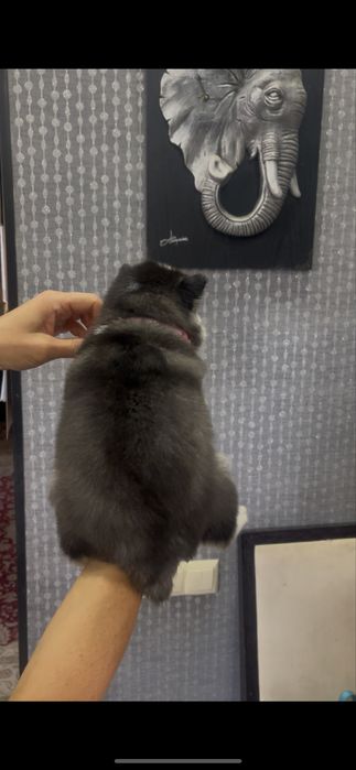 Мальчик хаски голубоглазый