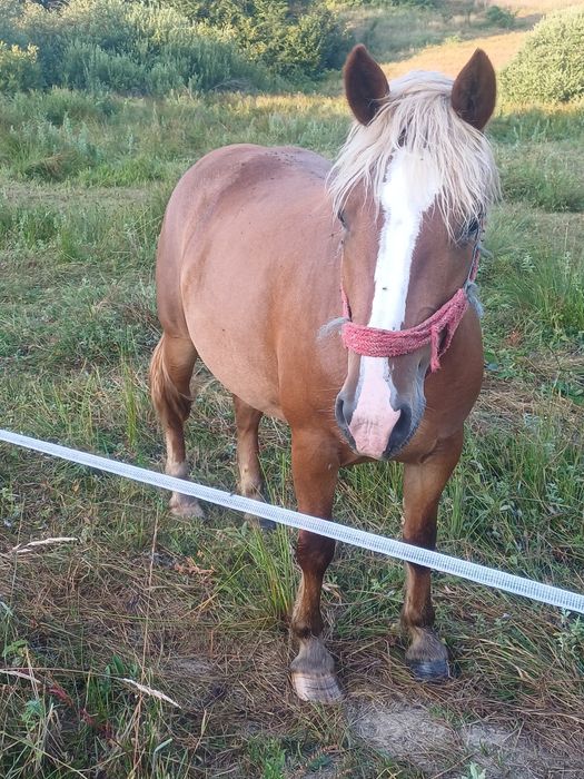 Vând mânză de 3 ani
