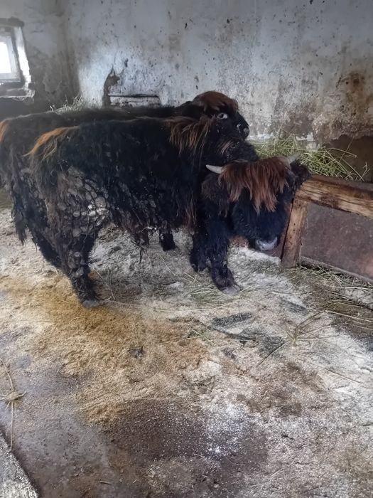 Vând viței highland