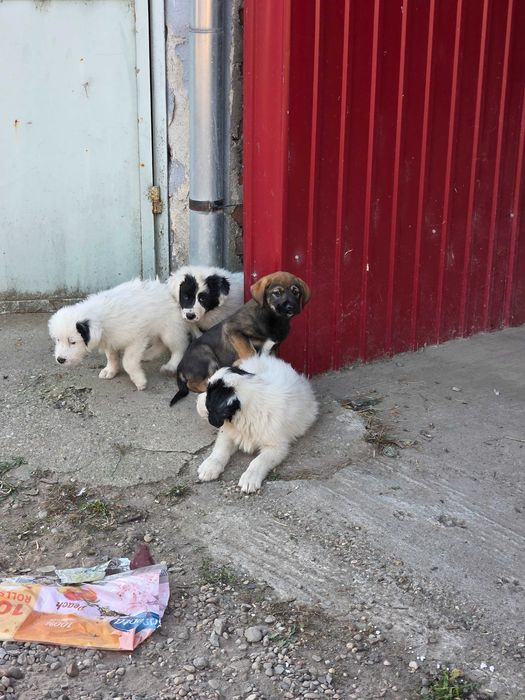 Ofer gratuit spre adopție 4 pui de câine – Deta, Timiș – URGENT