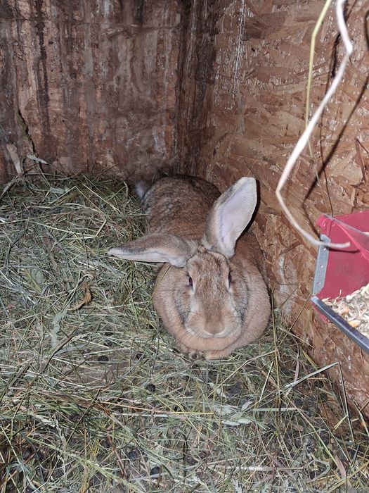 Vând femele gestante hycole francez