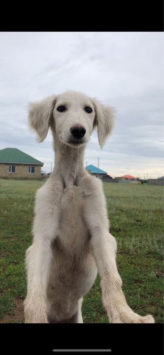 Продам собаку тазы