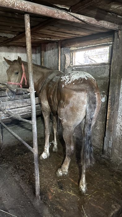 Продам құнан стоит в Сортировке
