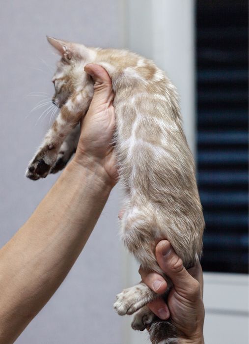 Чистокровные бенгалы