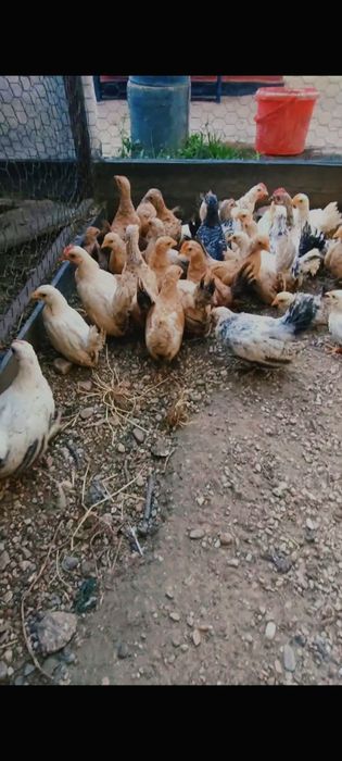 Chabo pui și maturi de vânzare
