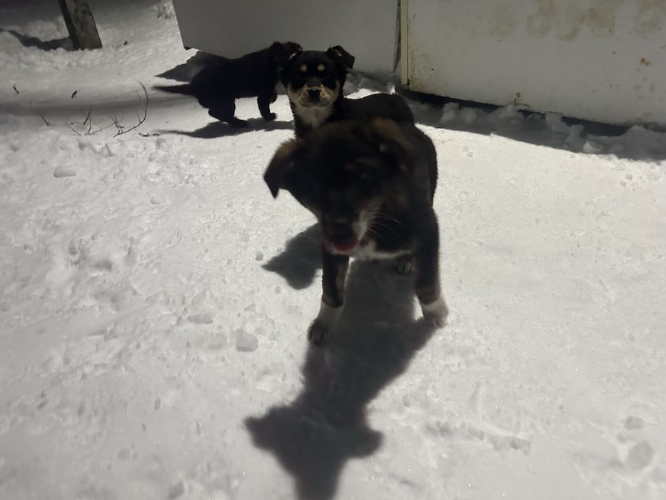 Три щенка в добрые руки