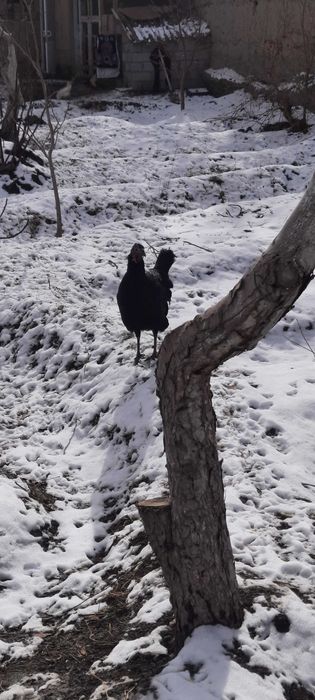 Индук сотилади 1 йилик