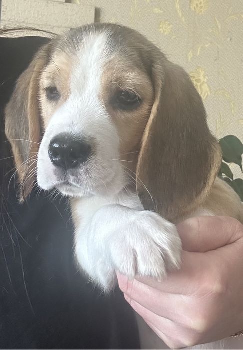 Щенок бигля, мальчик, документы