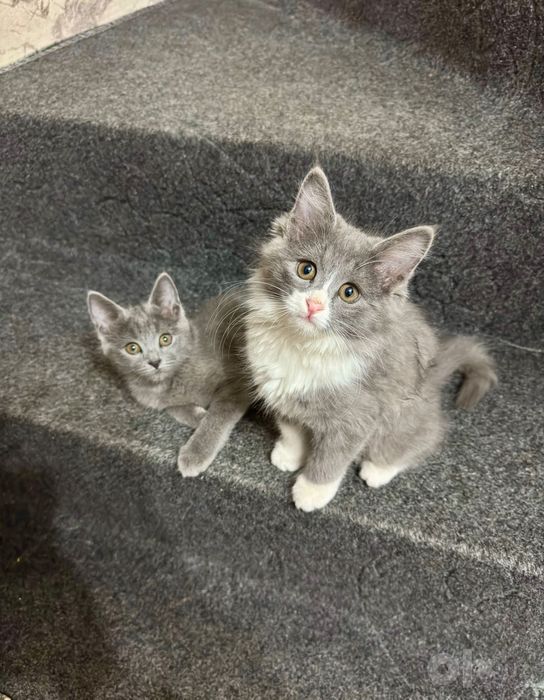 Отдам котят в добрые руки!