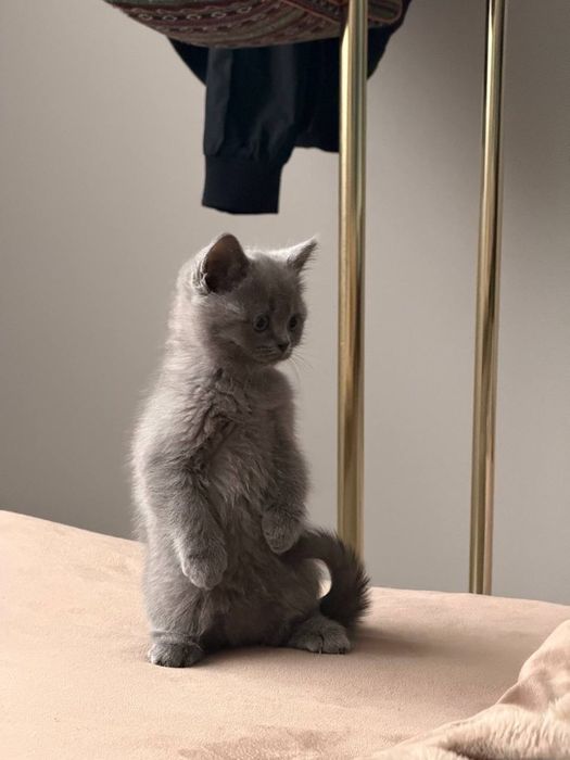 Котята Британцы Британ мушукчалари