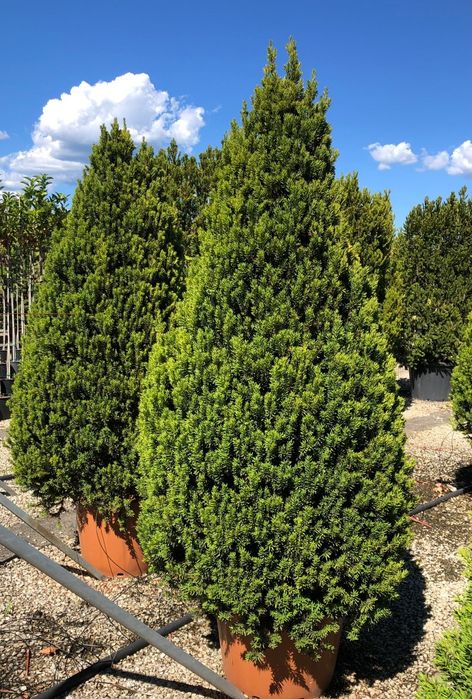 Tuia smaragd , Calitate superioară