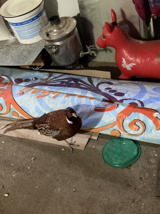 Фазан, Қырғауыл