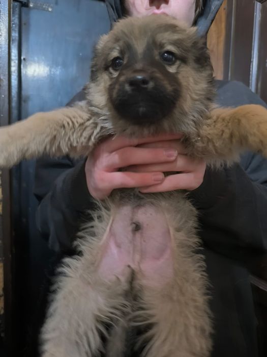 Щенки в добрые руки