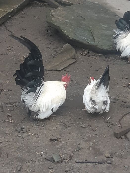 Pereche găini Chabo Siro