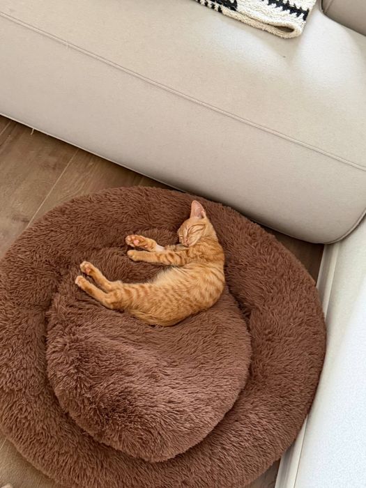 Котенок в добрые руки
