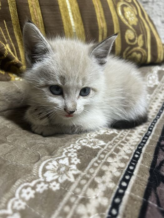 Отдадим котенка мальчик сиамский