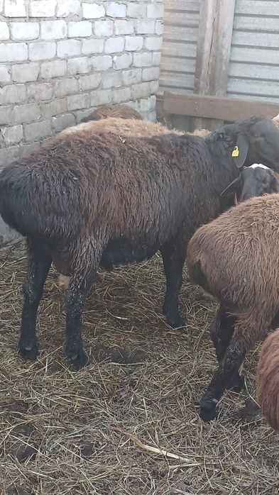 Продажа Баран!!!