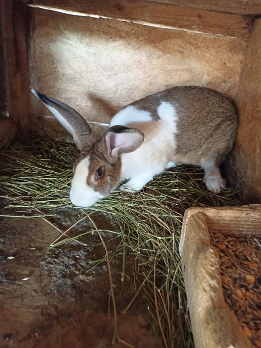 Vand sau schimb iepuri hycole francez