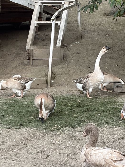 8 Boboci de gasca in varsta de 6 saptamani