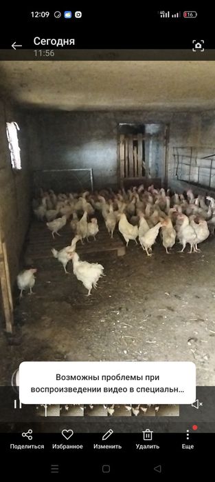 Куры несушки кораль ник