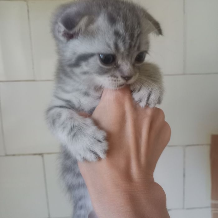 Шотландский котёнок мальчик