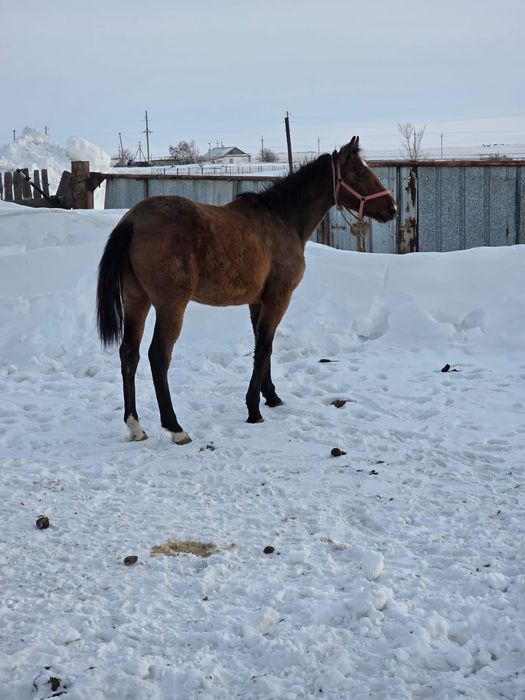 Құнан    сатылады.