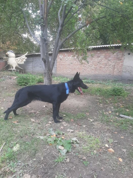 Европейская овчарка