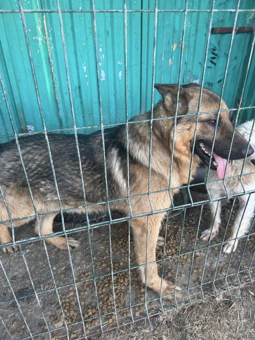 Отдам собак в добрые руки (разной породы )