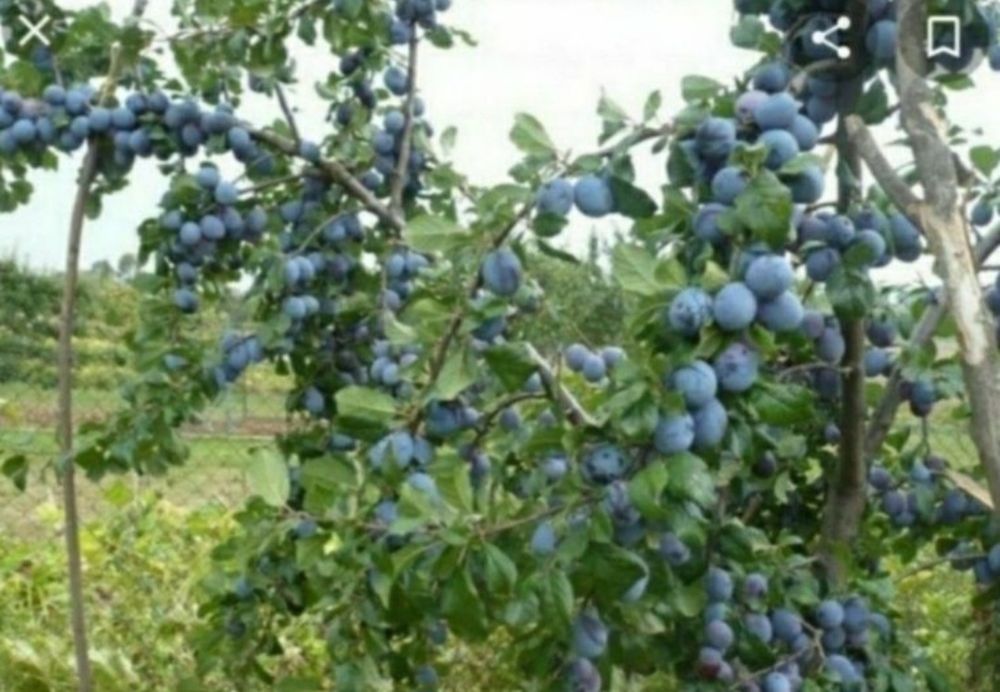 Растения, Тошкент, Самарканд.