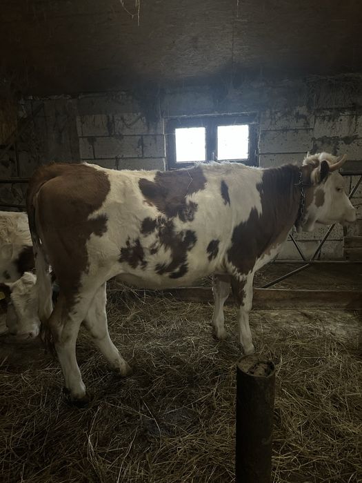 Vand juninca  Baltata Romaneasca