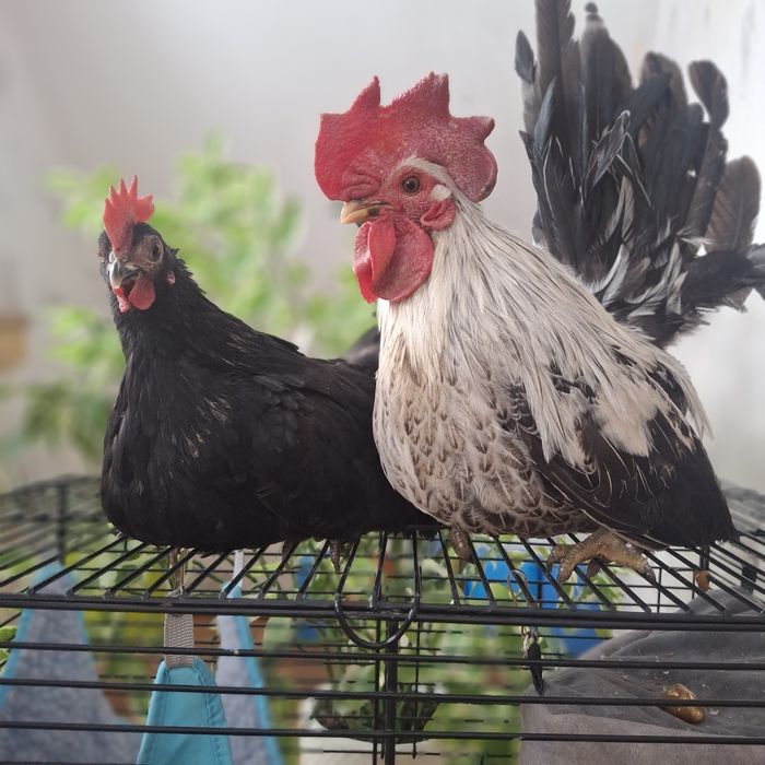 Декоративные курочки шабо