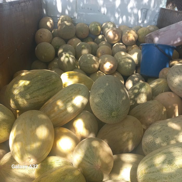 Лабо сатылады 1 тонаға дейін котереді