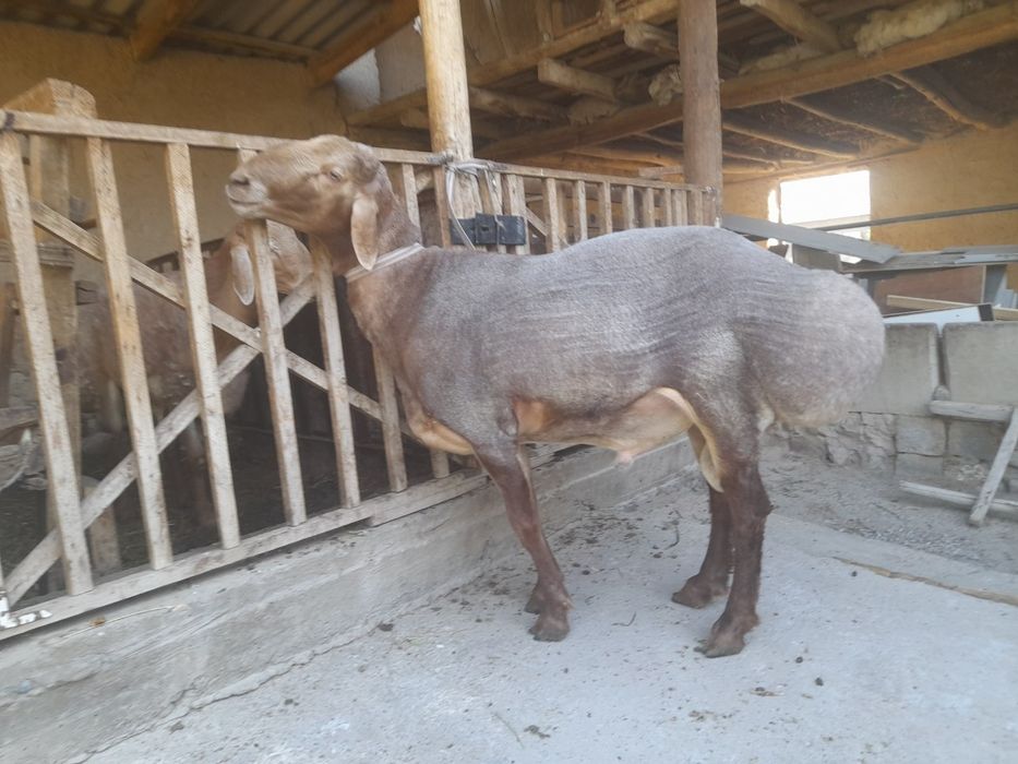 Edilbay qoʻchqorlar sotiladi zot oliwga zur,quloqlari butun qurbonlik