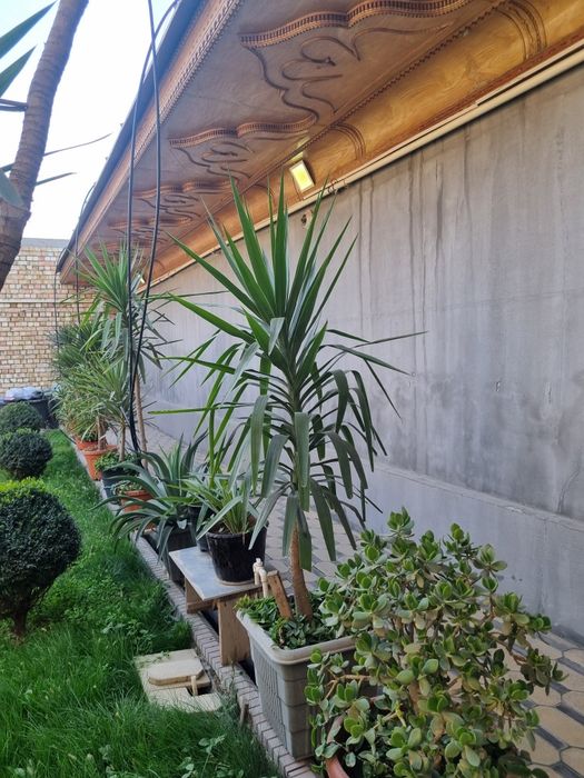 Gullar Sotiladi Xolati Yaxshi