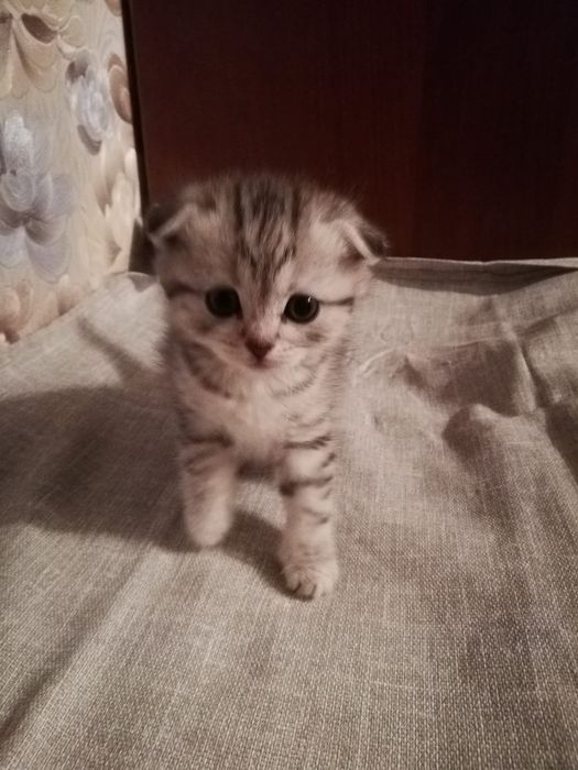Продам Шотланских вислаушки ,Скоттиш  фолд !