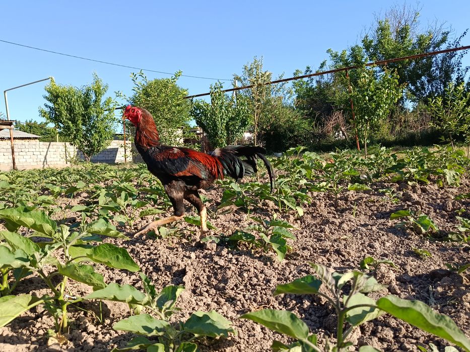 Бойцковый  Бабахы қораз