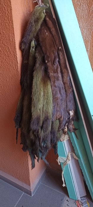 Меховые шкурки норки,