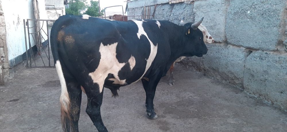 Продам быка на племя