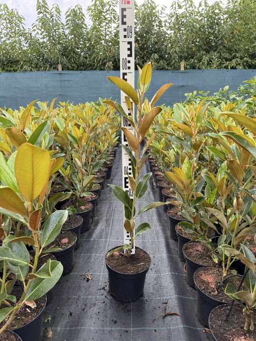 Magnolia grandiflora – ghiveci C4, Angro