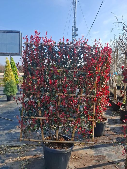 Plante ornamentale decorative asiguram livrare și plantare