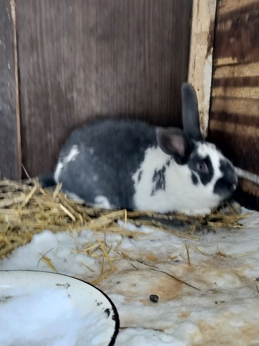 Продаются кролики