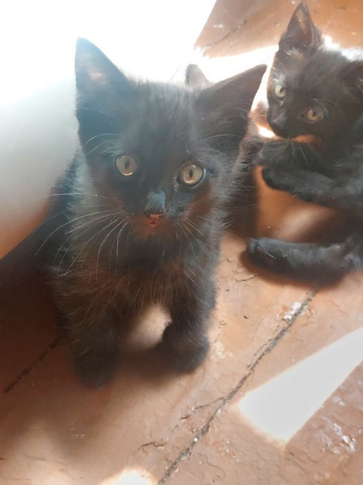Отдам котят Тайской кошки