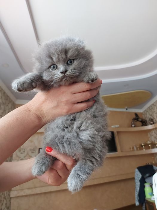 Кошки.  Мушукчалар