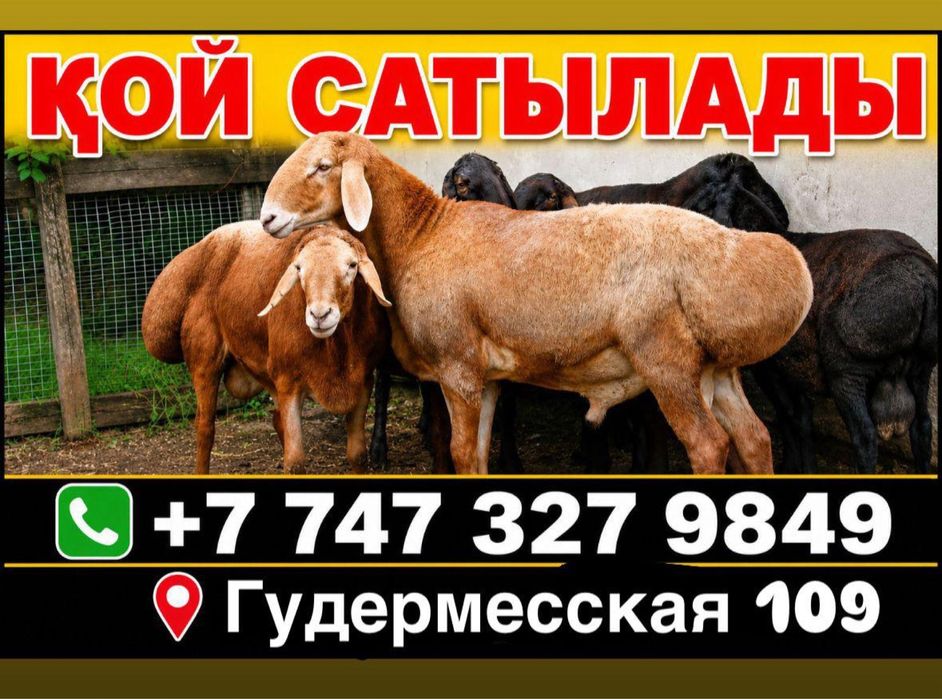 Семiз койлар бараны