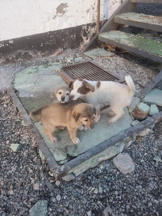 Отдам щенят в добрые руки