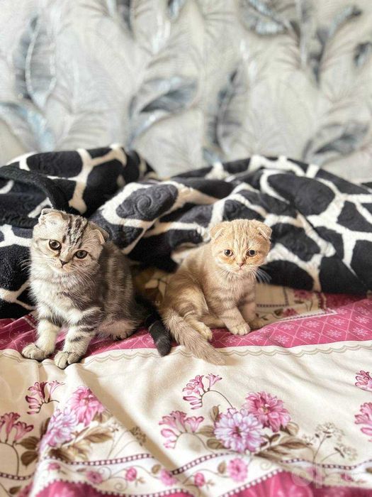 Котята скотиш фолды
