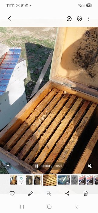 Асалари оиласи сотилади