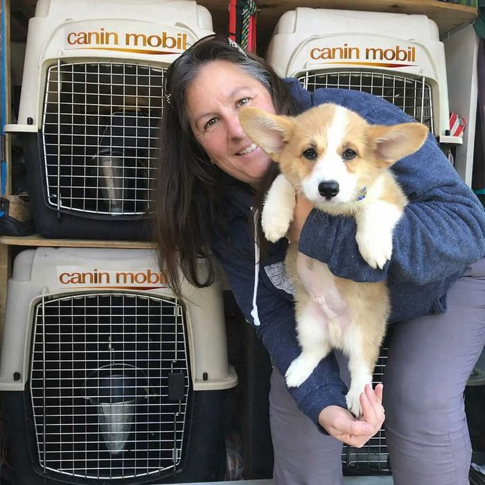 Taxi câini București – transport la veterinar sau grooming