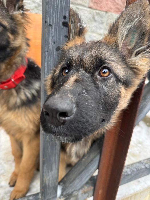 Продается щенок немецкой овчарки(девочка)